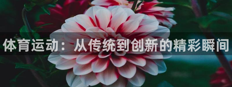 看球通体育小东北：体育运动：从传统到创新的精彩瞬间